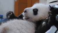 foto-foto-debut-pertama-36-bayi-panda-di-cina-menggemaskan