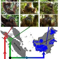 ini-spesies-orangutan-yang-baru-ditemukan-di-indonesia--pongo-tapanuliensis