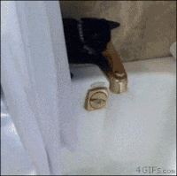kucing-yang-suka-mandi-ini-lucu-banget