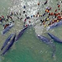 10-ekor-ikan-paus-terdampar-di-pantai-aceh-besar