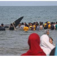 10-ekor-paus-yang-terdampar-di-aceh-jenis-sperma