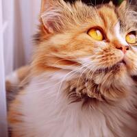 ini-yang-akan-kamu-alami-saat-kehilangan-hewan-peliharaanmu