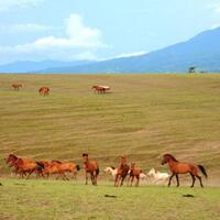 mengagumi-keindahan-padang-sabana-mausui-di-flores