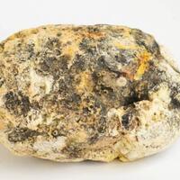 hal-yang-dikhawatirkan-soal-kasus-muntahan-paus-di-bengkulu