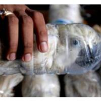 selusin-kakatua-yang-dimasukan-ke-dalam-botol-mati