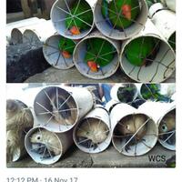 meski-selamat-kondisi-ratusan-burung-paruh-bengkok-memprihatinkan