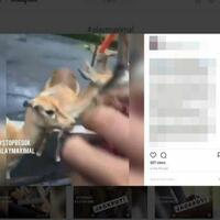 cekoki-satwa-di-taman-safari-dengan-miras-muda-mudi-ini-minta-maaf