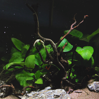 aquascape-for-everyone-learning-and-sharing---part-3