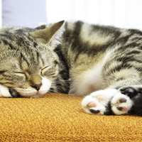 mengapa-sih-kucing-suka-tidur-melulu
