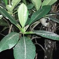 gunung-agung-keluarkan-hujan-abu-vulkanik