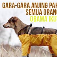 gara-gara-asu-pakai-celana-semua-jadi-heboh-obama-ikut-bingung