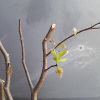 bonsai-kaskus-reborn-sharing--diskusi-seputar-seni-bonsai-indonesia