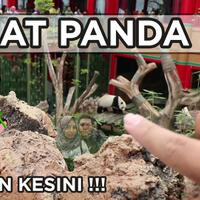 liat-panda-di-taman-safari-indonesia--gemesin-banget-pandanya-gan