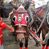 cerita-kusir-yang-tidur-bareng-kuda-dari-solo-ke-medan