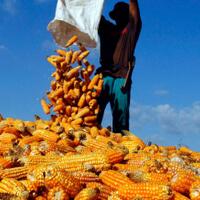 2018-kementerian-pertanian-bakal-kembangkan-4-juta-hektar-lahan-jagung