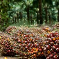 bank-mandiri-salurkan-kur-replanting-ke-165-petani-sawit