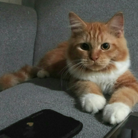 maine-coon-lovers-come-here