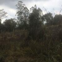 tanaman-dan-hewan-di-desa-sebudi-mulai-mati