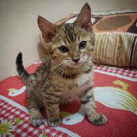 cowo-nangis-pantes-ga-sih