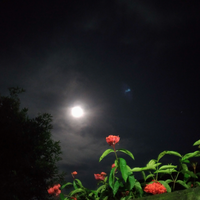 bulan-tadi-malam