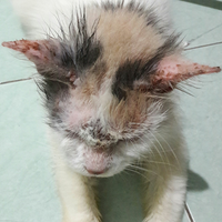 cat-lovers-kaskus-read-page-1-first---part-5