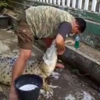 berani-mandikan-buaya-pria-asal-bogor-ini-tenar-hingga-mancanegara