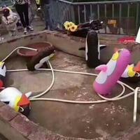 bonbin-di-china-tampilkan-penguin-balon-pengunjungngamuk
