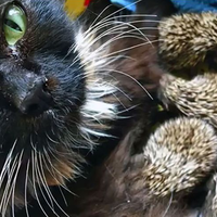 induknya-mati-8-bayi-landak-disusui-seekor-kucing