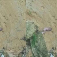 tidak-disangka-ternyata-pasangan-ini-pembuang-bayi-di-bawah-jembatan-tarakan