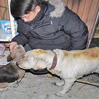 viral-2-anjing-jepang-diselamatkan-oleh-petugas-pemadam-kebakaran