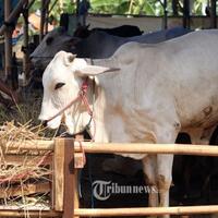 siswa-sd-ini-meracik-narkoba-dari-kotoran-sapi-akibatnya-langsung-seperti-orang-gila