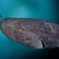 geger-temuan-hiu-tertua-di-perairan-es-arktik-diduga-ia-sudah-ada-sejak-1505