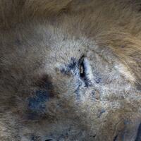 alun-alun-nikonian---part-14