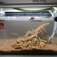 banyurang--journal-setup-sulawesi-shrimp-tank