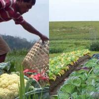 petani-indonesia-vs-petani-luar-negeri-mana-yang-paling-makmur