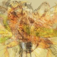 tes-kepribadian-hewan-apa-yang-kamu-lihat-pertama-kali-di-gambar-ini