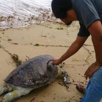 tiap-tahun-1000-penyu-mati-akibat-sampah-plastik
