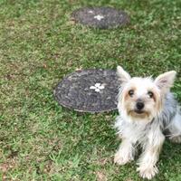 missing-dog--help