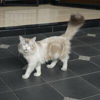 poli-supranatural-reborn---bantuan-gratis