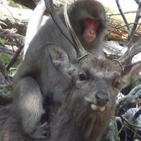 wow-di-jepang-banyak-monyet-betina-yang-melakukan-hubungan-seks-dengan-rusa-jantan