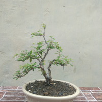 bonsai-kaskus-reborn-sharing--diskusi-seputar-seni-bonsai-indonesia