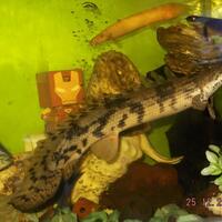 polypterus-aka-palmas-lounge-part-ii-ask-sharing--post-your-bichir-here---part-1