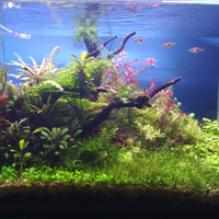 aquascape-for-everyone-learning-and-sharing---part-3