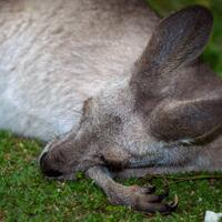 alun-alun-nikonian---part-14