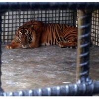 mengerikan-ini-detik-detik-jumiati-diterkam-harimau-hingga-tewas