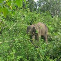 gajah-liar-ditemukan-mati-di-sumsel-mulut-berdarah