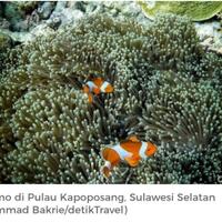 asyiknya-snorkeling-bareng-nemo-di-pulau-kapoposang