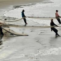 50--hasil-tangkapan-cantrang-tak-layak-konsumsi