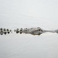 buaya-yang-memiliki-panjang-12-mater-tampakkan-diri-di-sungai-mentaya