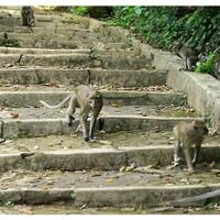 ulah-pendaki-nakal-kera-di-merbabu-berubah-agresif